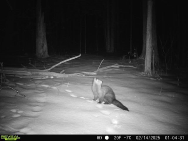 Whitcomb Road Savona, NY 14879 - Photo 36 of 39