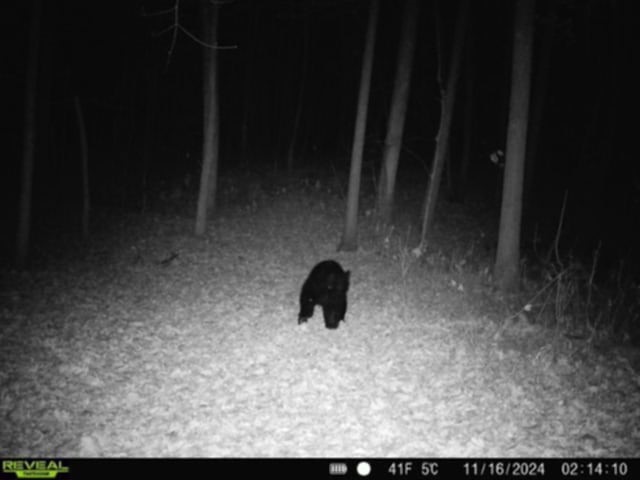 Whitcomb Road Savona, NY 14879 - Photo 37 of 39