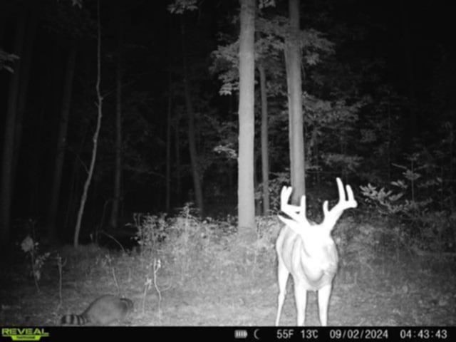 Whitcomb Road Savona, NY 14879 - Photo 38 of 39