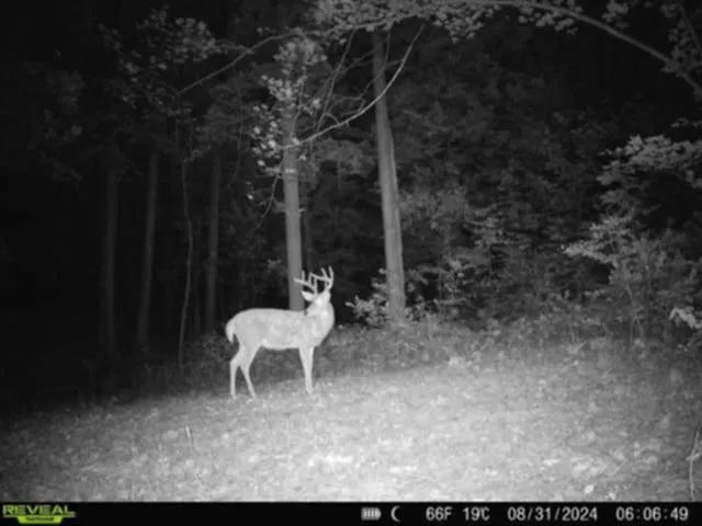 $75,000 | Whitcomb Road, Savona, NY 14879