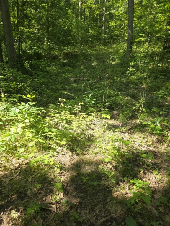 Whitcomb Road Savona, NY 14879 - Photo 4 of 39