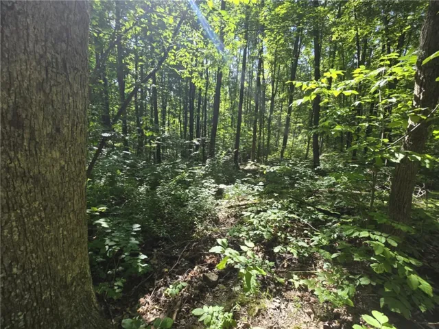 $75,000 | Whitcomb Road, Savona, NY 14879