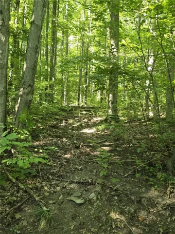 $75,000 | Whitcomb Road, Savona, NY 14879