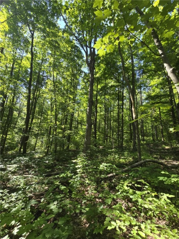 Whitcomb Road Savona, NY 14879 - Photo 8 of 39