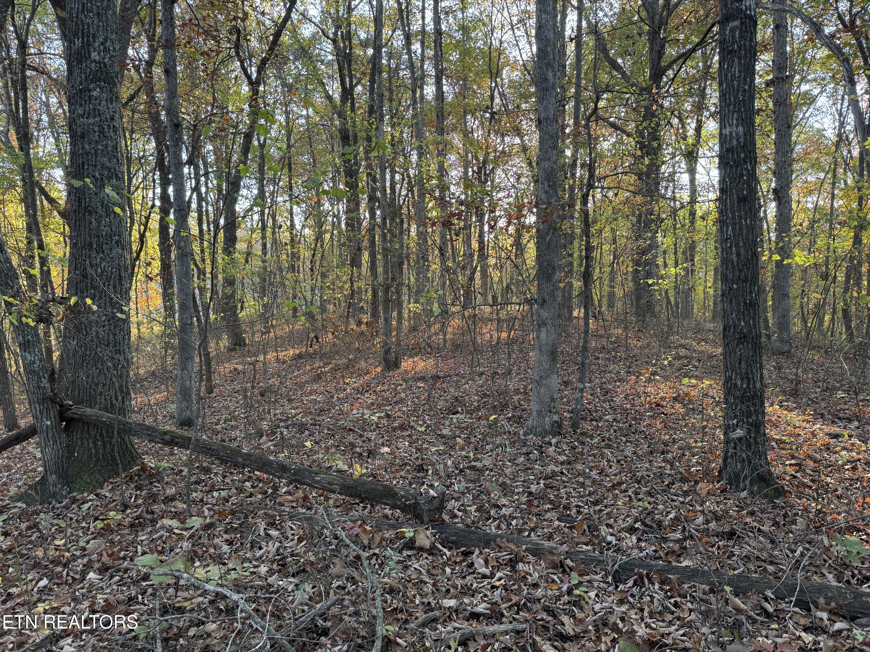West Laurel Way Monterey, TN 38574 - Photo 3 of 5 IMG_0835