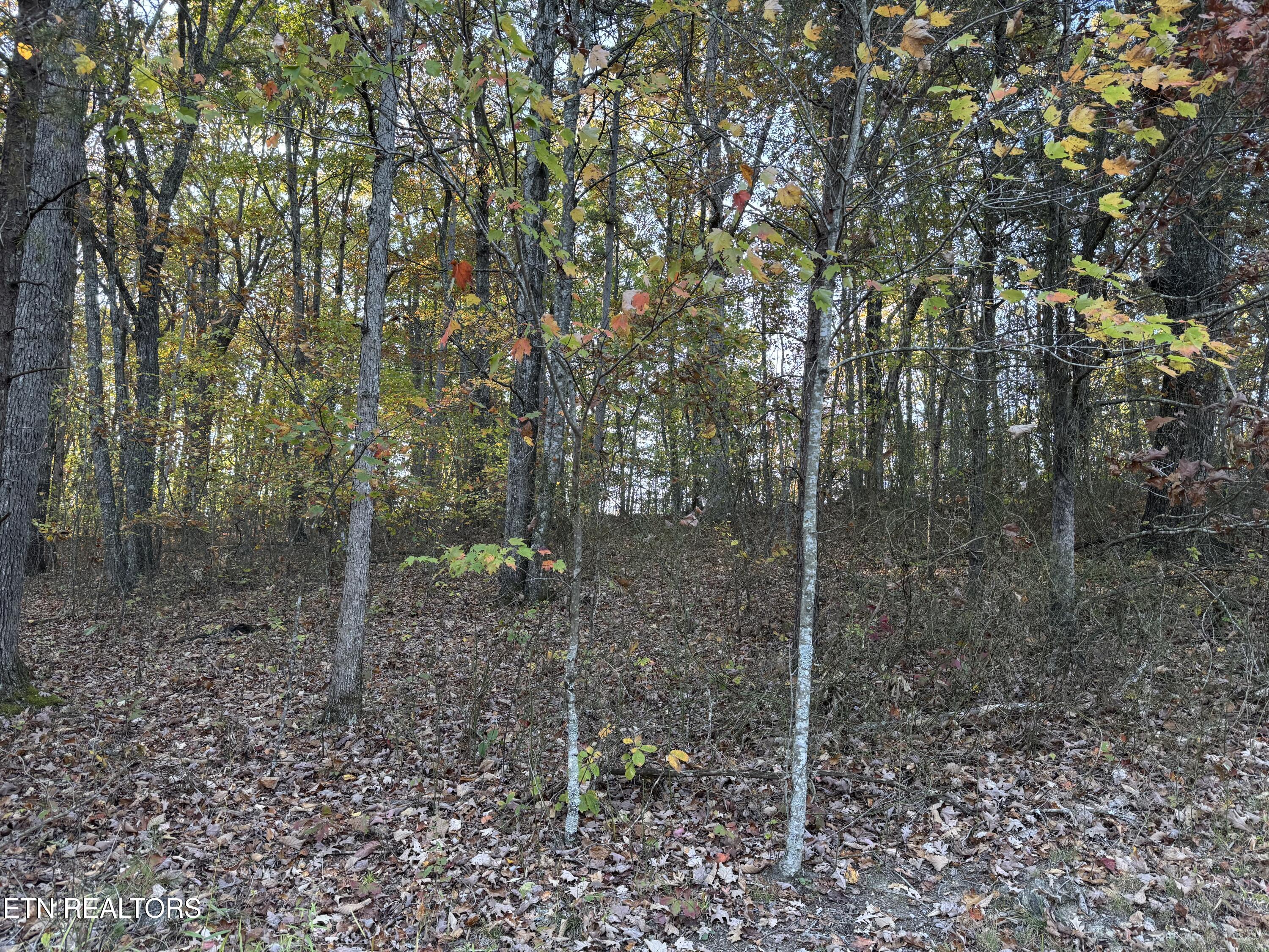 West Laurel Way Monterey, TN 38574 - Photo 5 of 5 IMG_0833