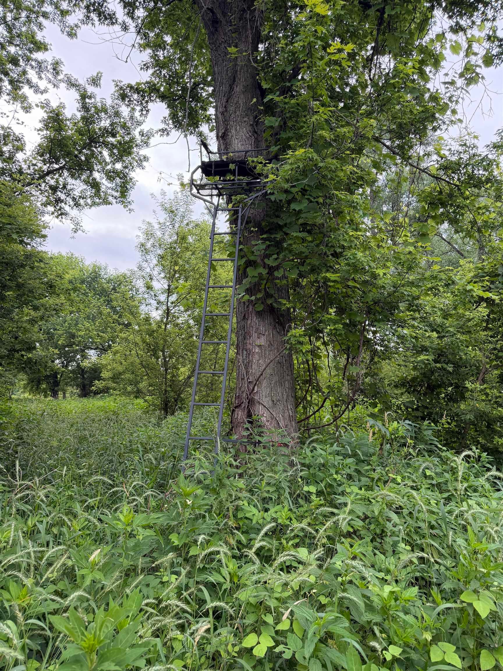 Xxx Canoe Road Strawberry Point, IA 52076 - Photo 10 of 22 Gallery Image 10