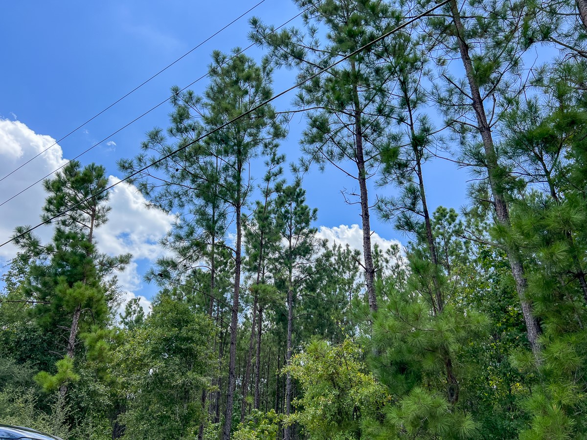 3 County Road 1420 Warren, TX 77664 - Photo 5 of 15