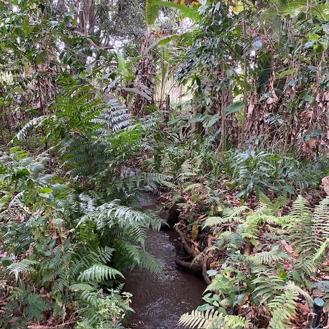 1264 Malaihi Road Wailuku, HI 96793 - Photo 14 of 17 a view of a garden with plants and flowers