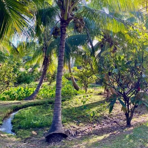 a view of a garden with a tree