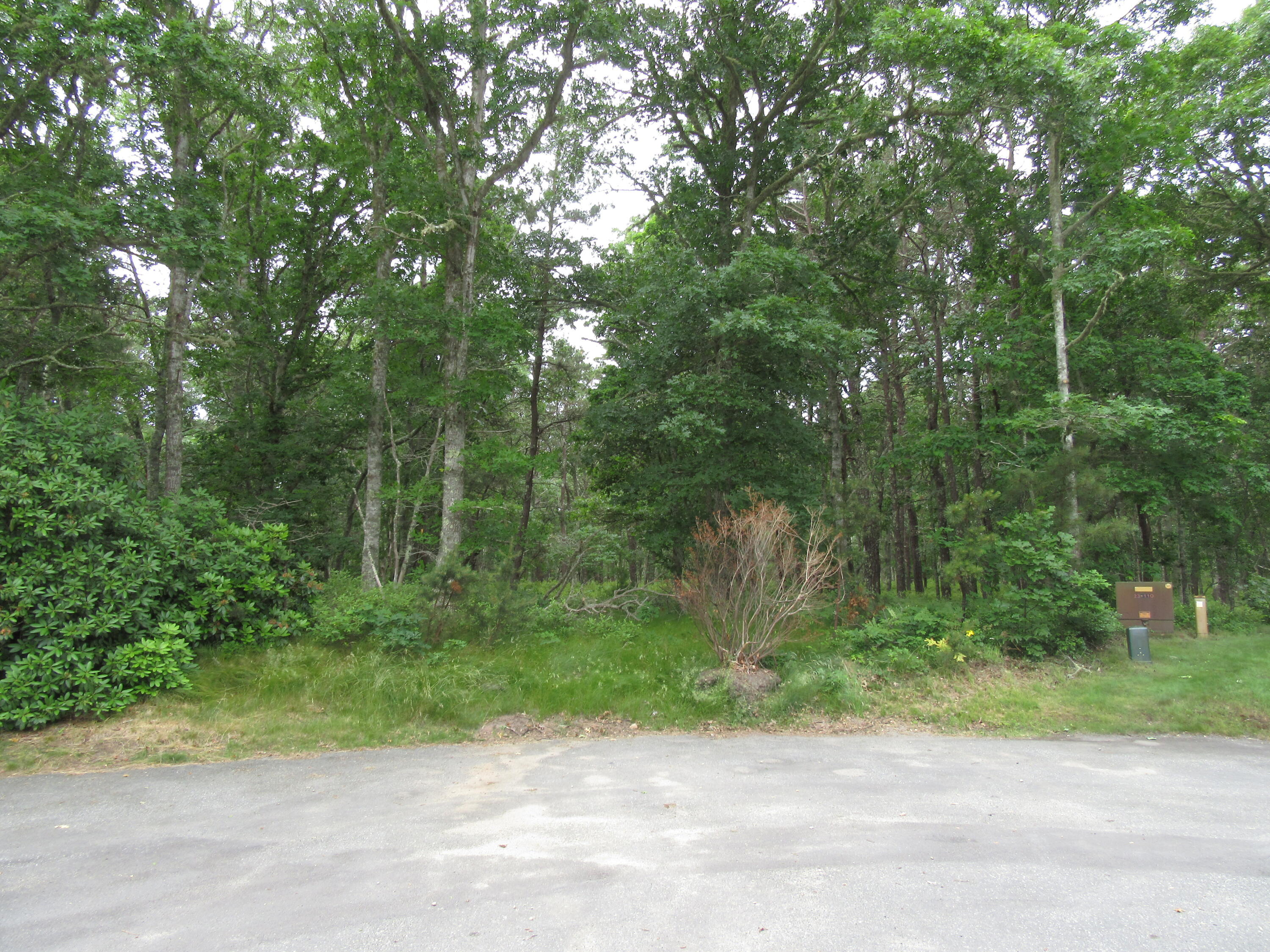 a view of a yard with a trees