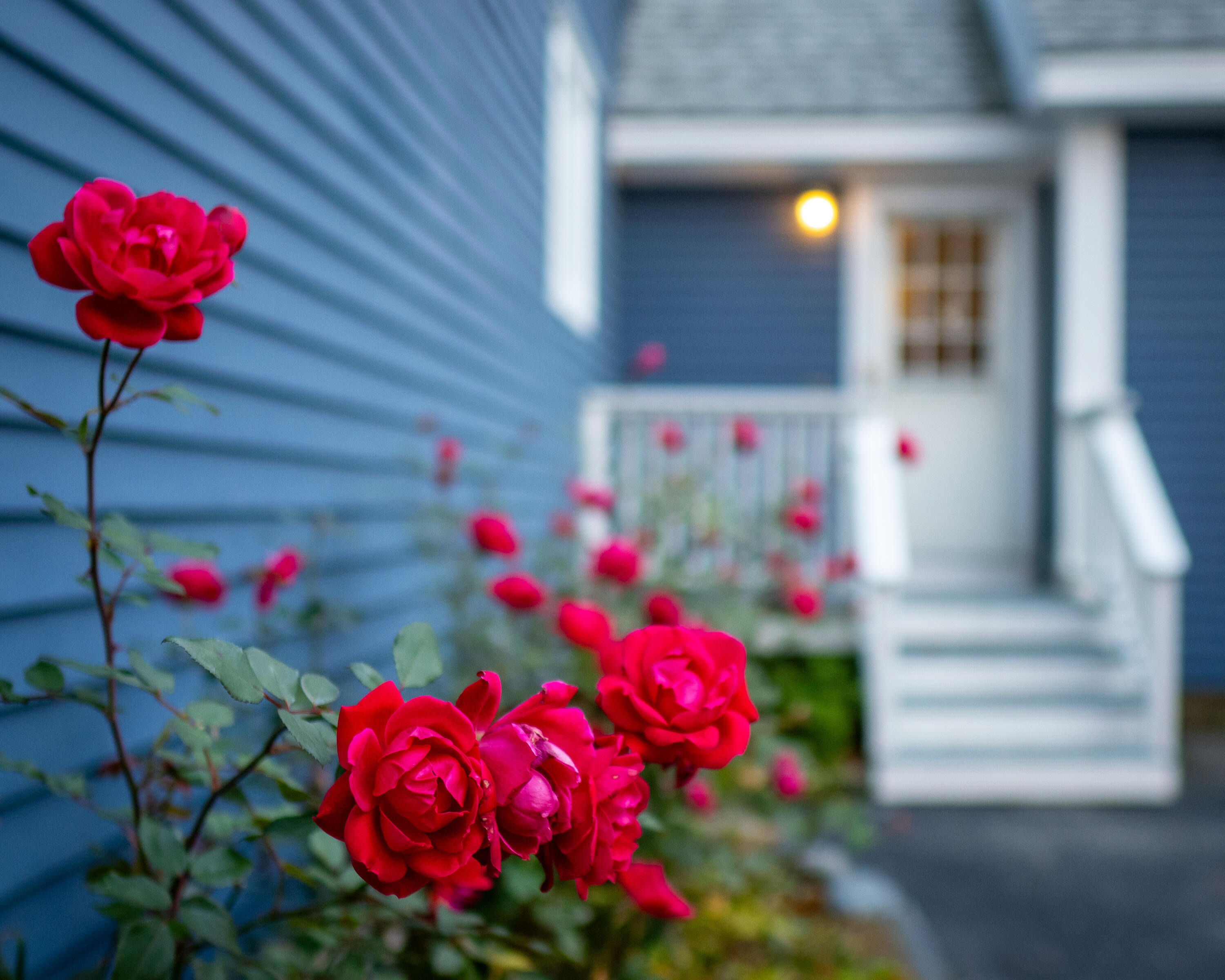 17 Fox Run Road Falmouth, ME 04105 - Photo 8 of 83 Roses @ Fox Run Rd