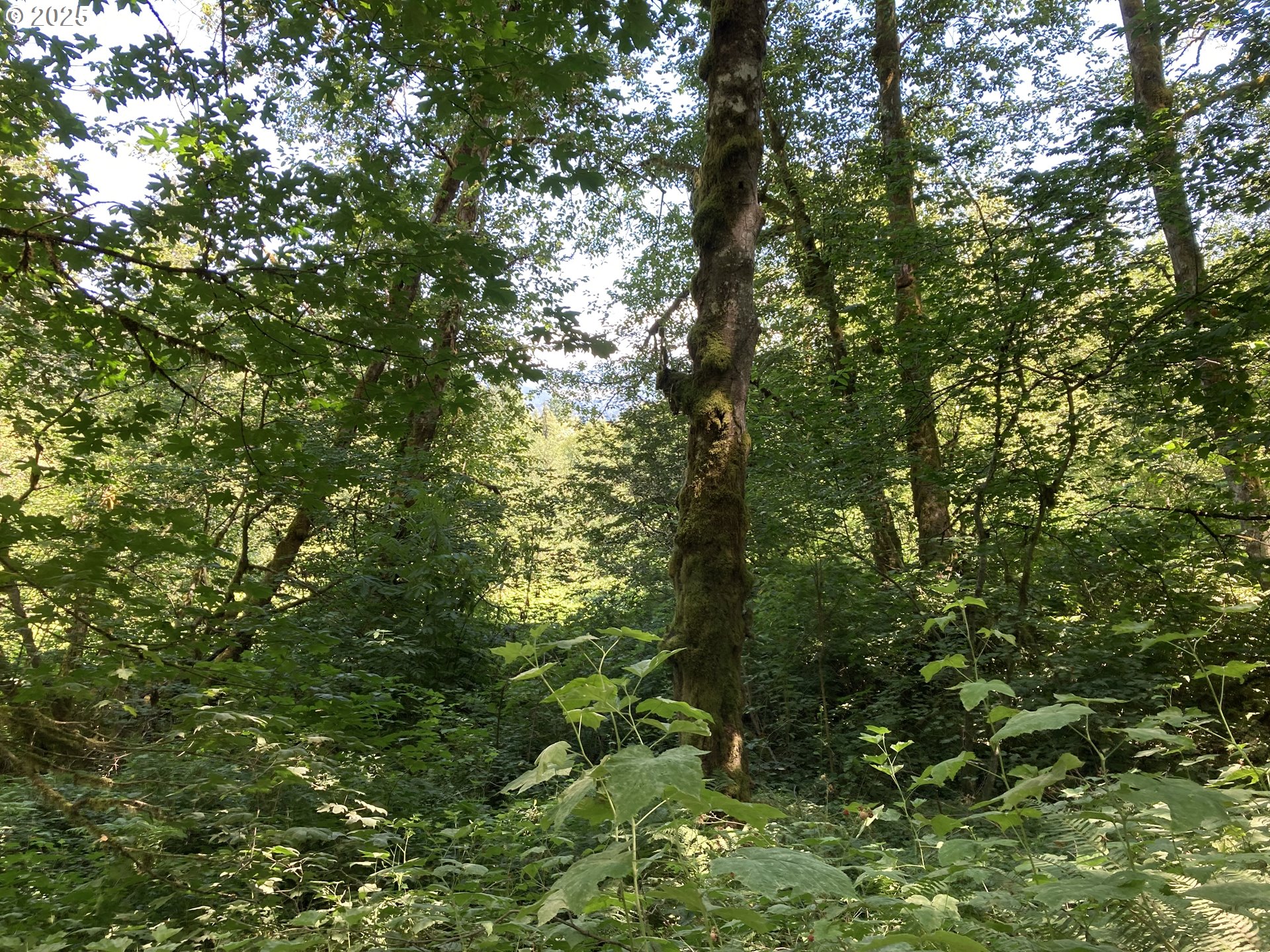 Northeast 197th Court Amboy, WA 98601 - Photo 2 of 22