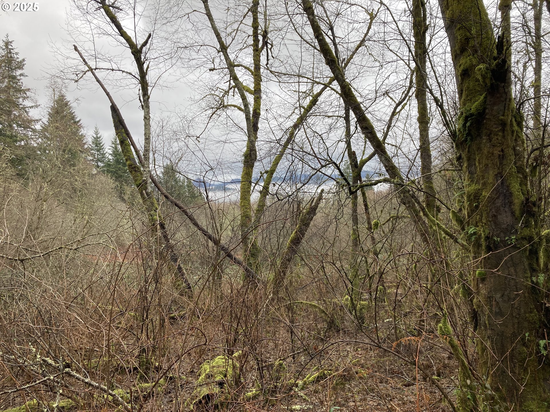 Northeast 197th Court Amboy, WA 98601 - Photo 3 of 22