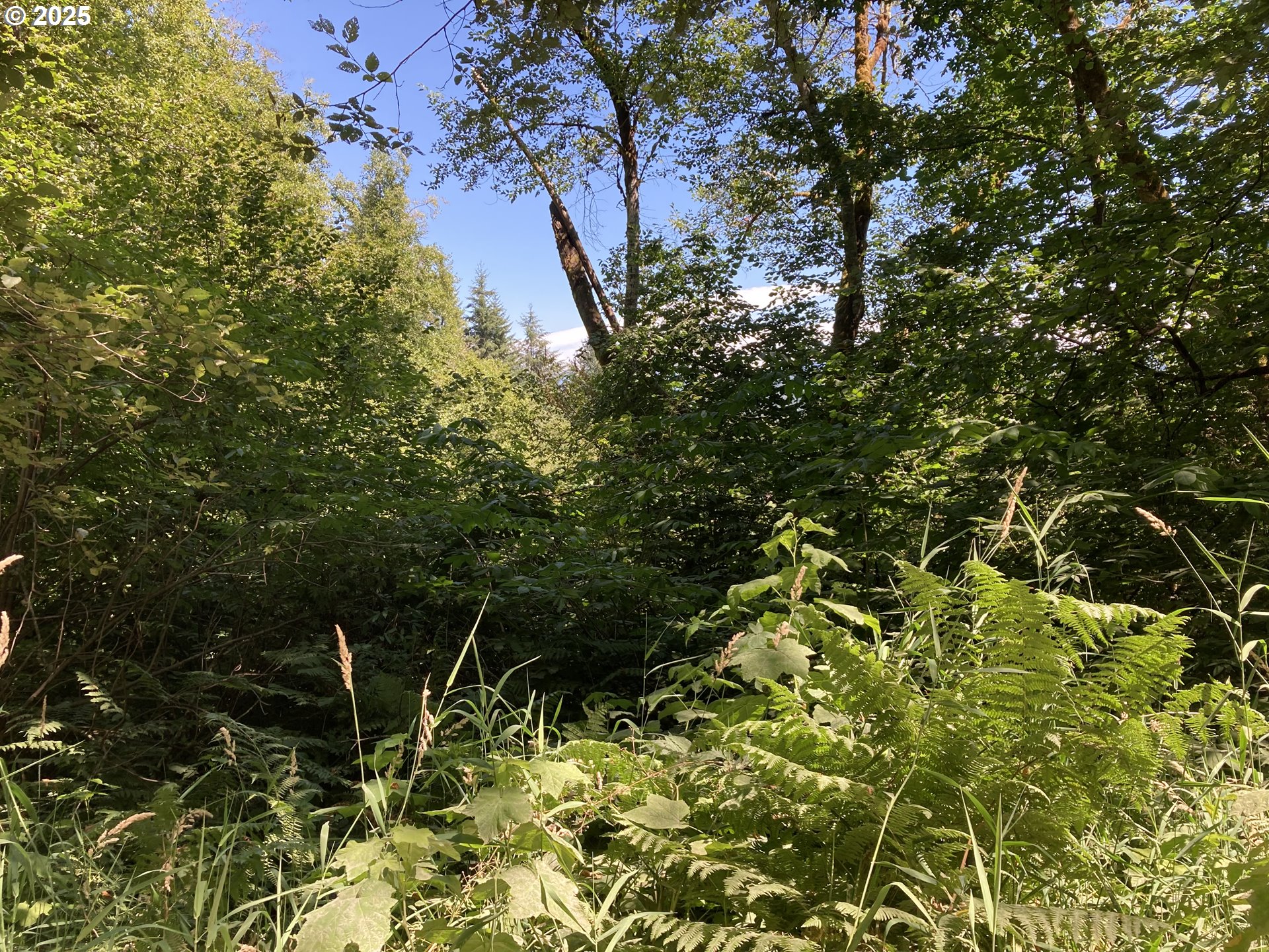 Northeast 197th Court Amboy, WA 98601 - Photo 4 of 22