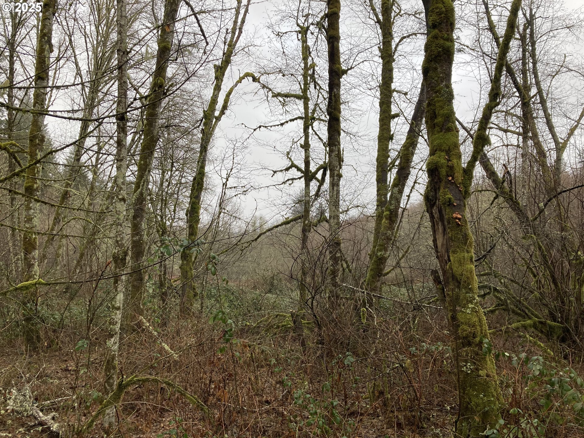 Northeast 197th Court Amboy, WA 98601 - Photo 5 of 22