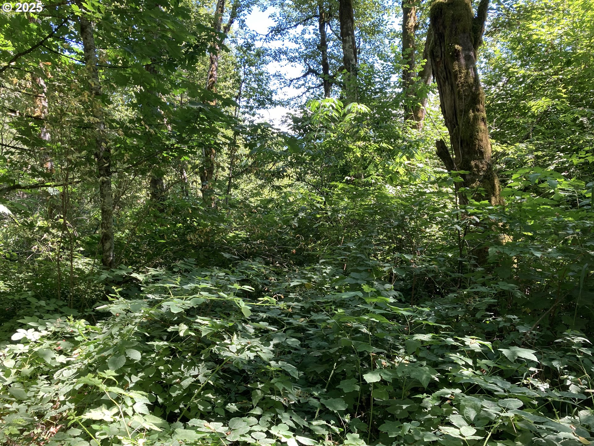 Northeast 197th Court Amboy, WA 98601 - Photo 6 of 22