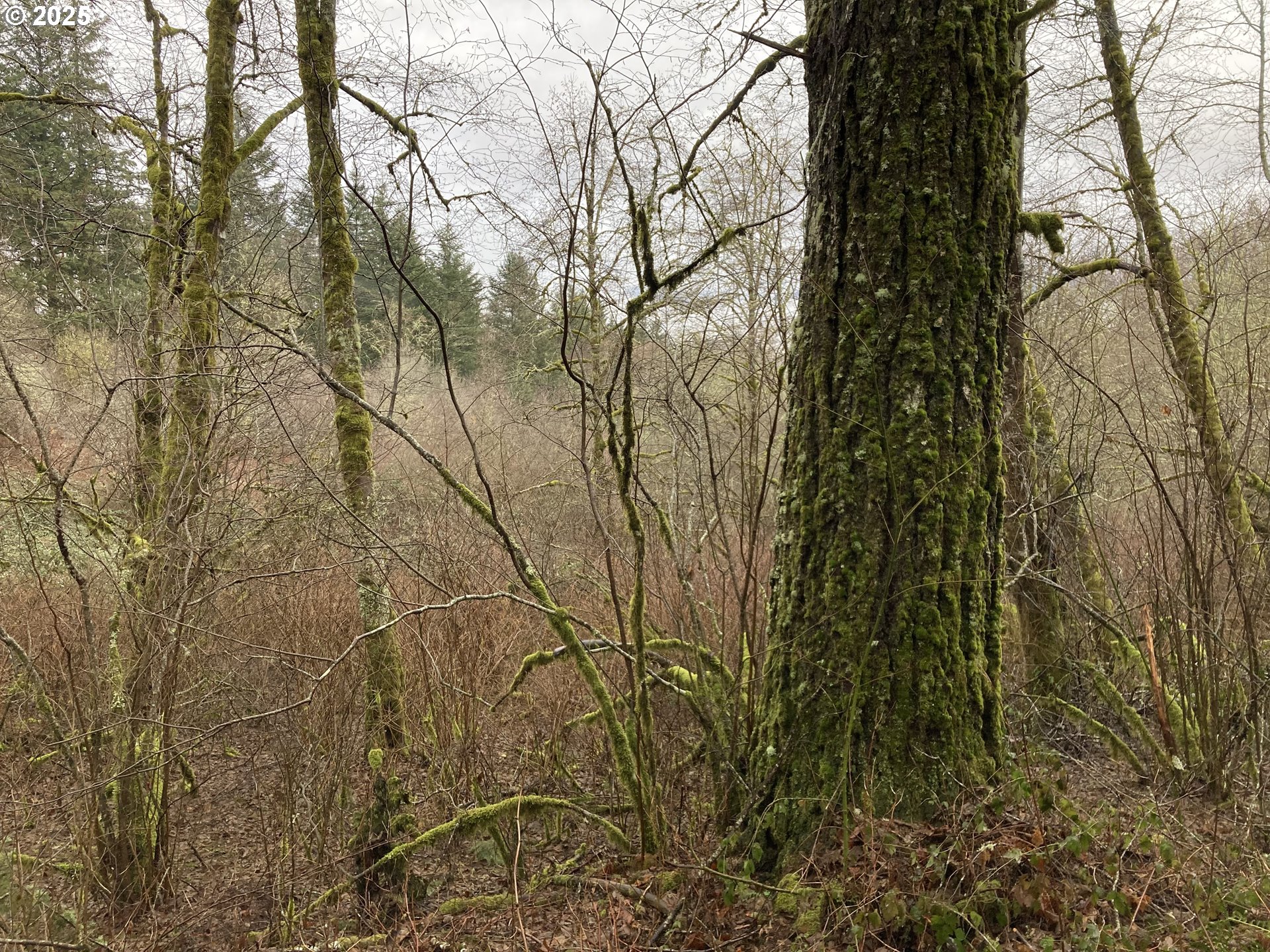 Northeast 197th Court Amboy, WA 98601 - Photo 7 of 22