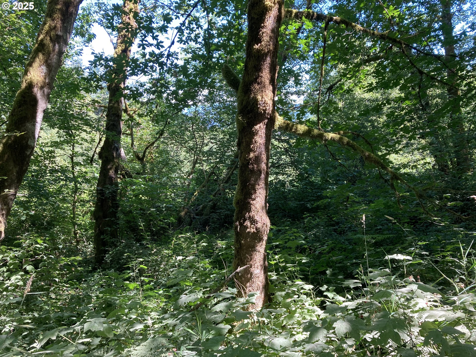 Northeast 197th Court Amboy, WA 98601 - Photo 8 of 22