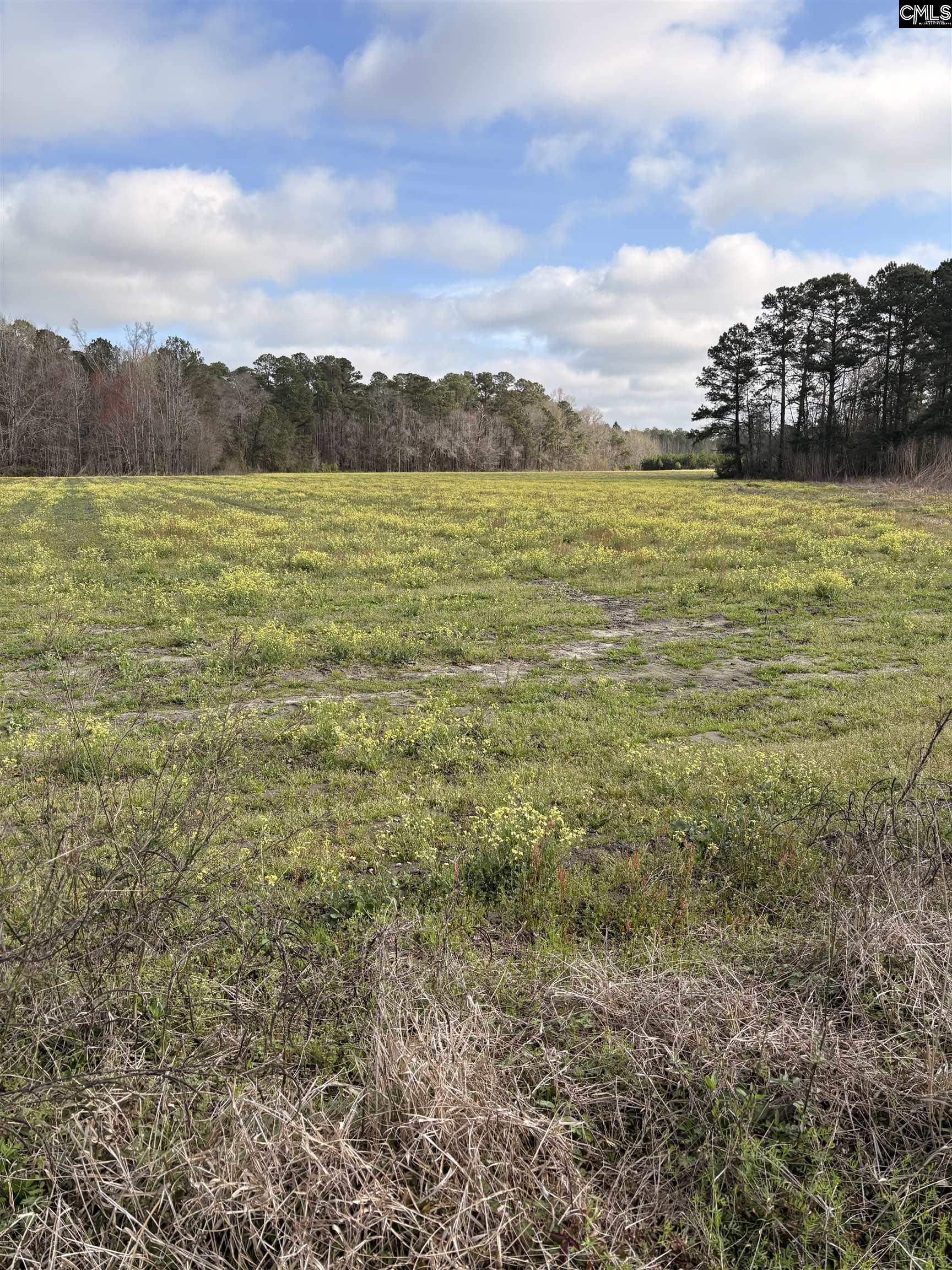 0 Bryant Road Reevesville, SC 29471 - Photo 7 of 7