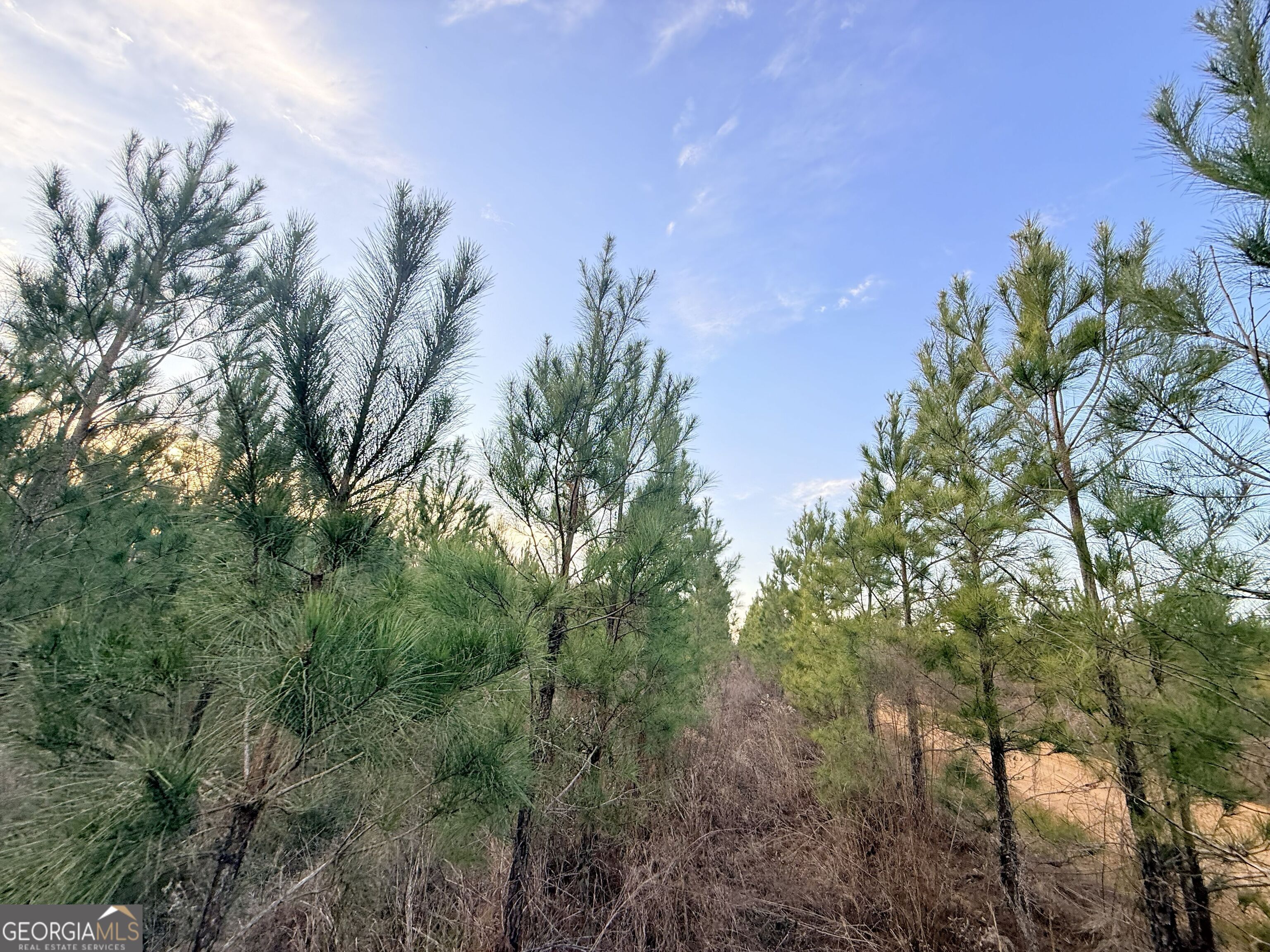 2 Powell School Road Lumber City, GA 31549 - Photo 13 of 19