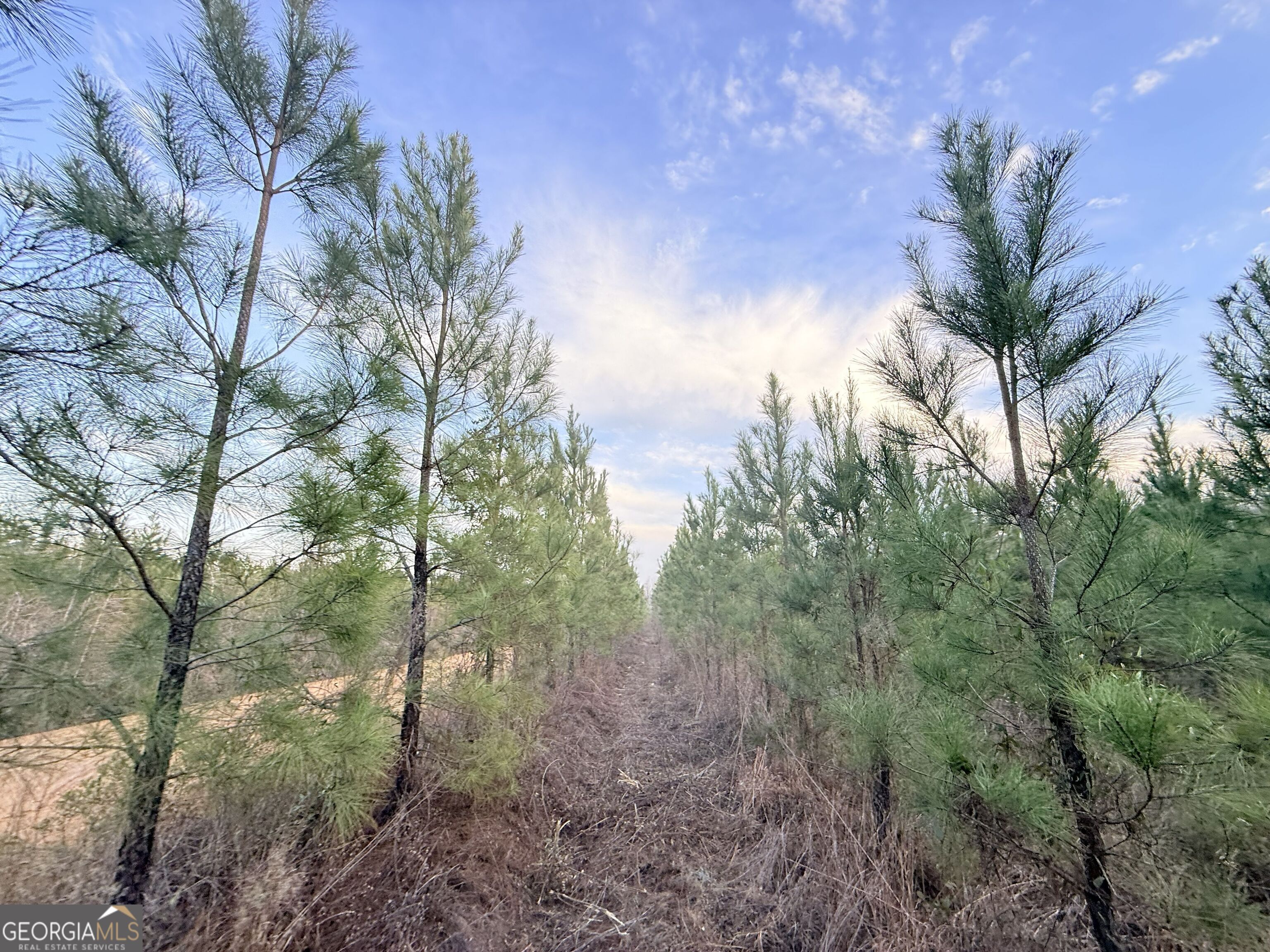 2 Powell School Road Lumber City, GA 31549 - Photo 6 of 19