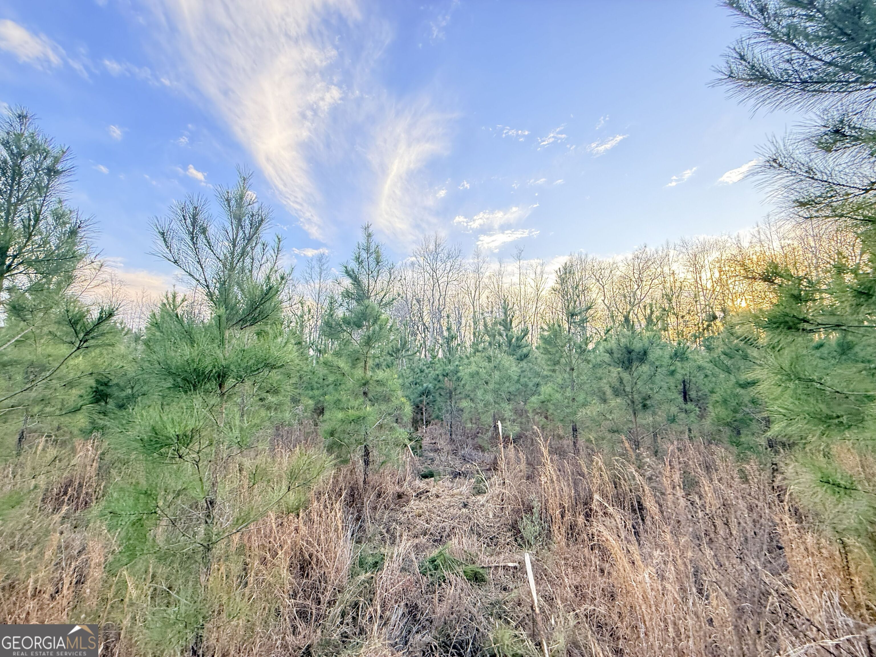2 Powell School Road Lumber City, GA 31549 - Photo 8 of 19
