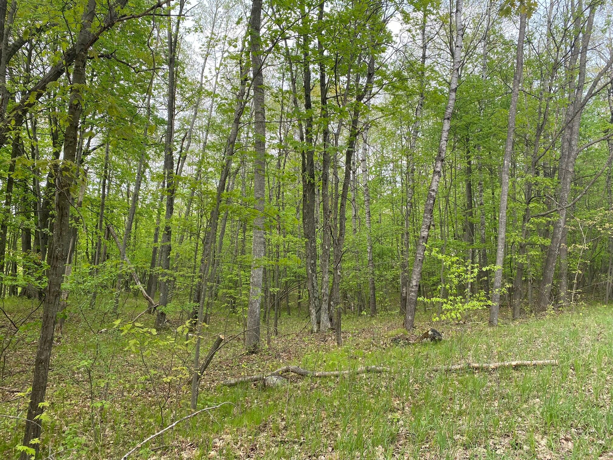 Ticino Drive Reed City, MI 49677 - Photo 4 of 8 4