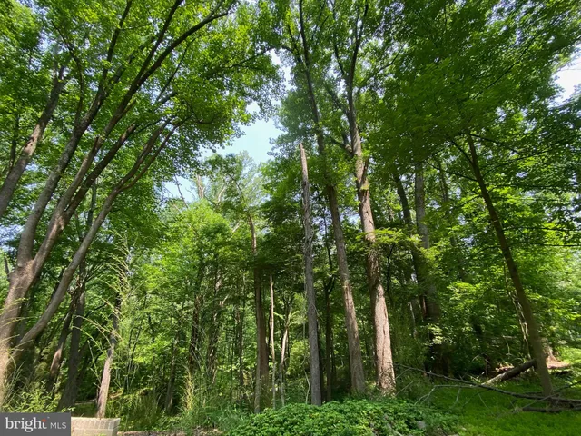 a backyard of a house with lots of trees