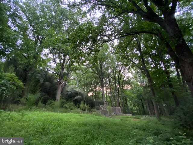 a view of a lush green space