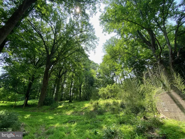 a view of a lush green space