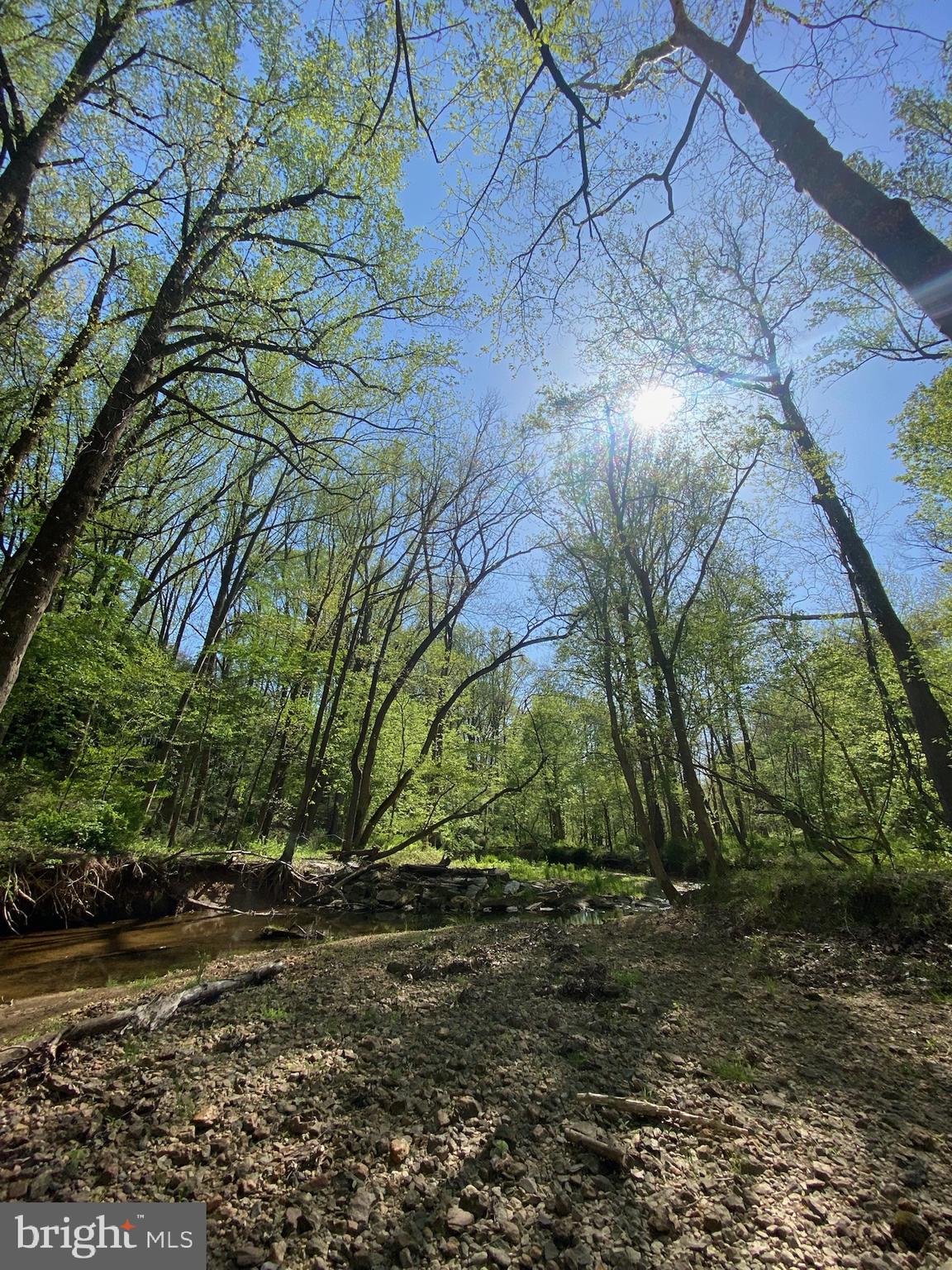 11800 Glen Mill Road Potomac, MD 20854 - Photo 2 of 36 a view of a yard with plants and trees