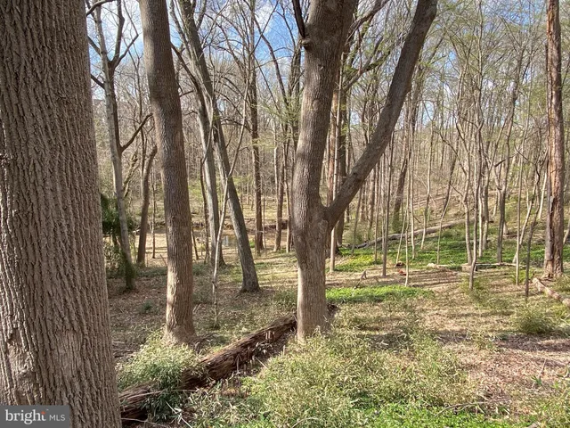 a view of yard with tree