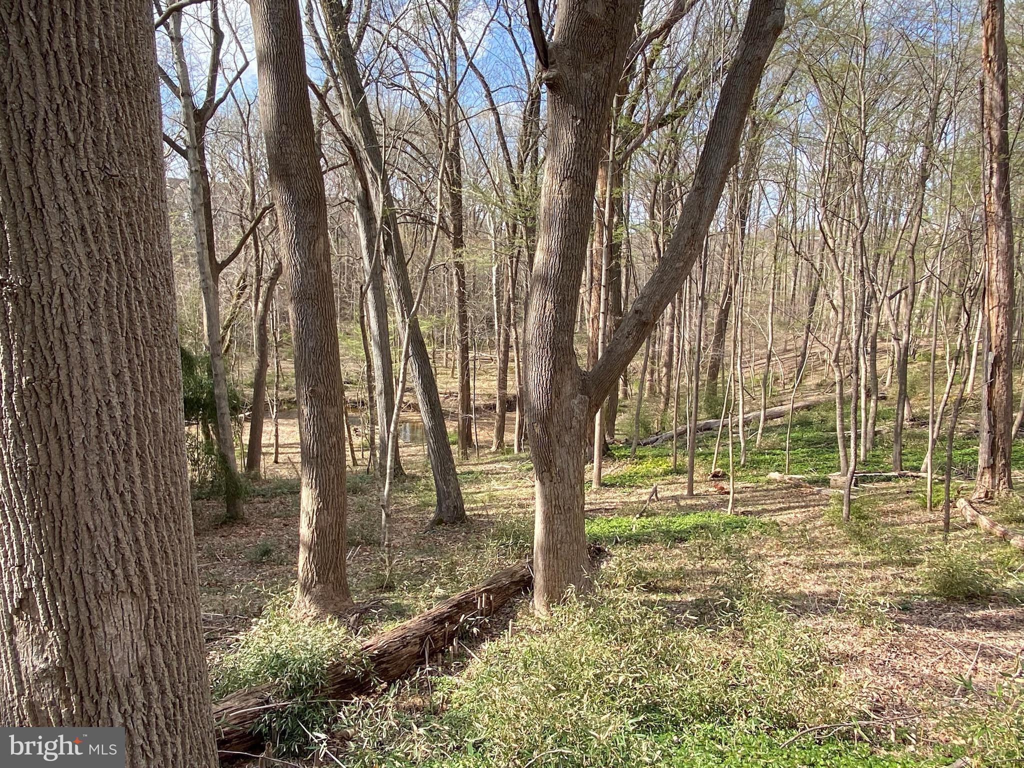 11800 Glen Mill Road Potomac, MD 20854 - Photo 31 of 36 a view of yard with tree