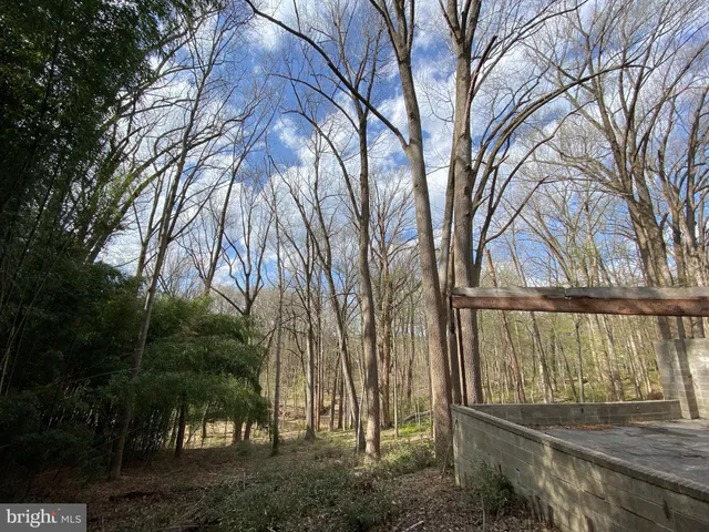 a view of a backyard with large trees