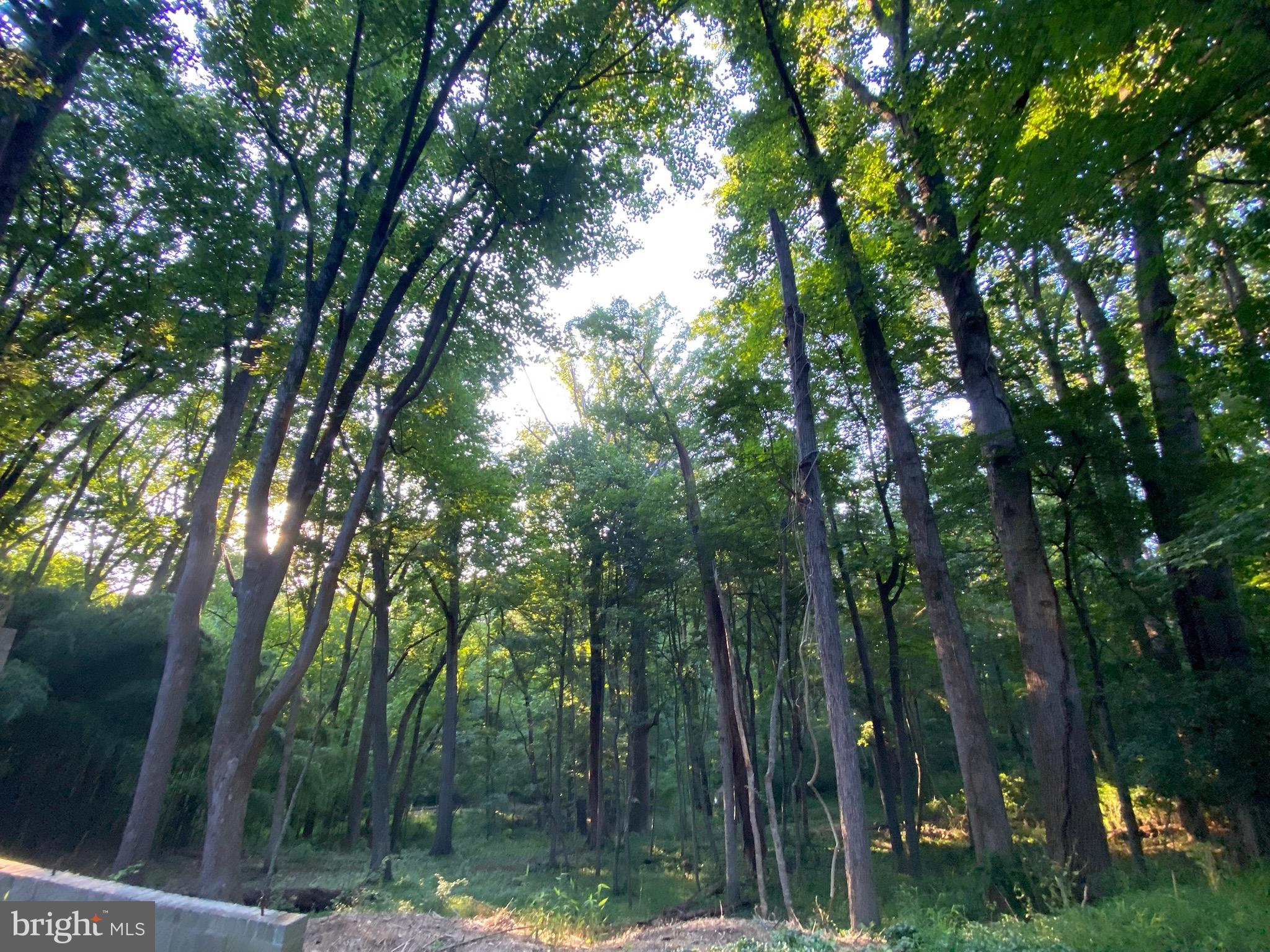 11800 Glen Mill Road Potomac, MD 20854 - Photo 33 of 36 a view of forest