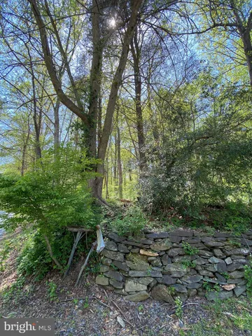 a view of a forest filled with trees