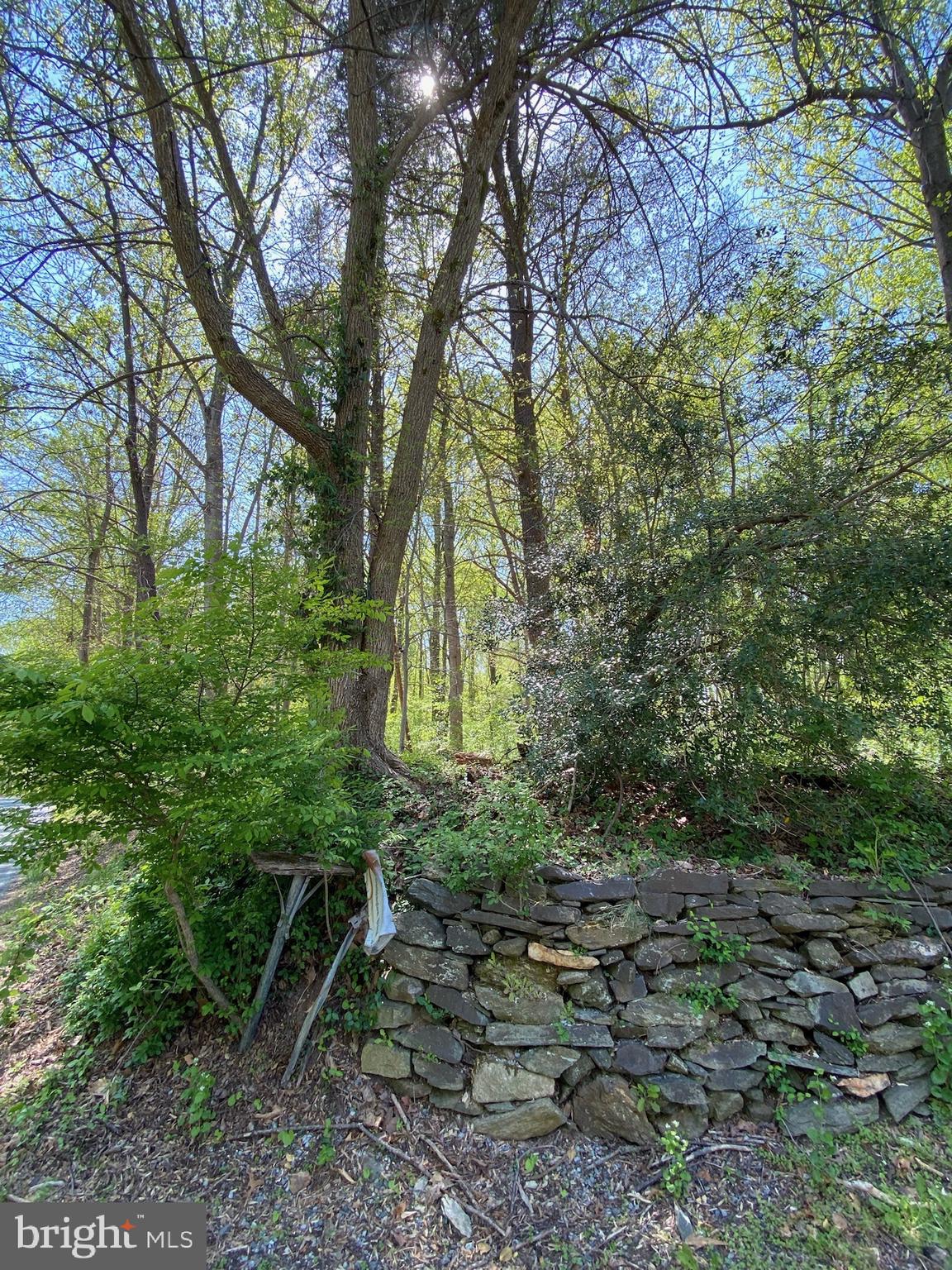 11800 Glen Mill Road Potomac, MD 20854 - Photo 34 of 36 a view of a forest filled with trees