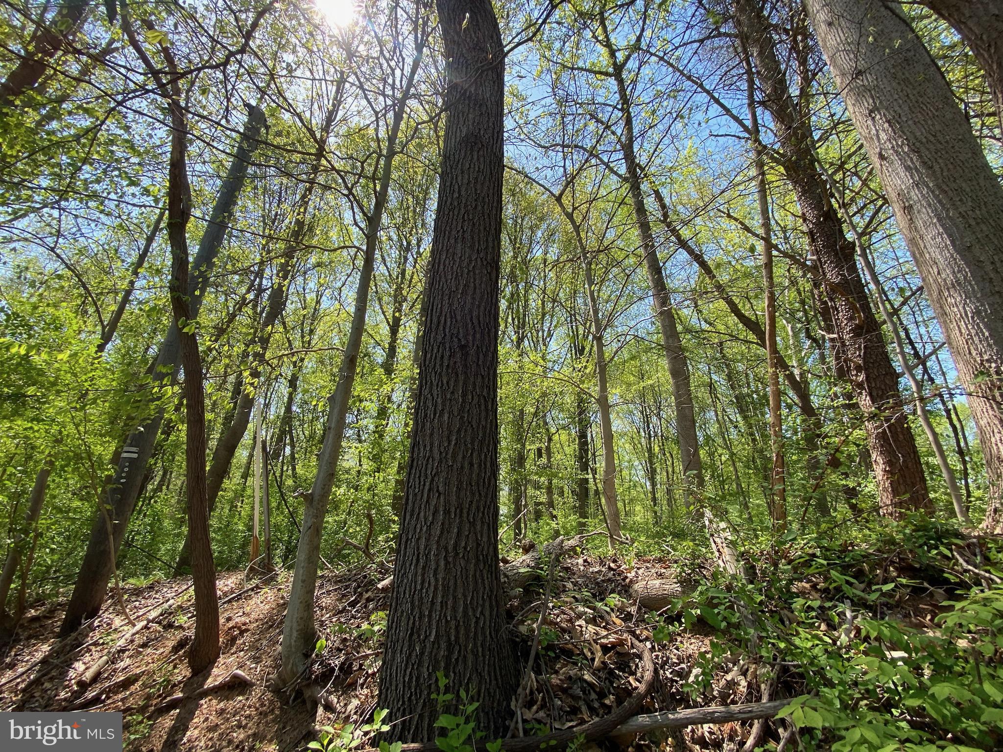 11800 Glen Mill Road Potomac, MD 20854 - Photo 35 of 36 a view of a yard