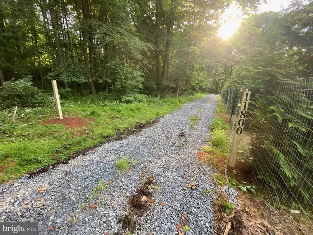 a view of a yard with plants and a large tree