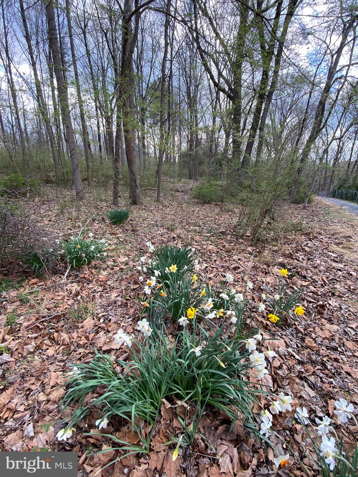 11800 Glen Mill Road Potomac, MD 20854 - Photo 7 of 36 a backyard of a house with lots of green space