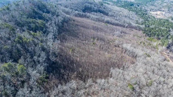 a view of a lush green forest