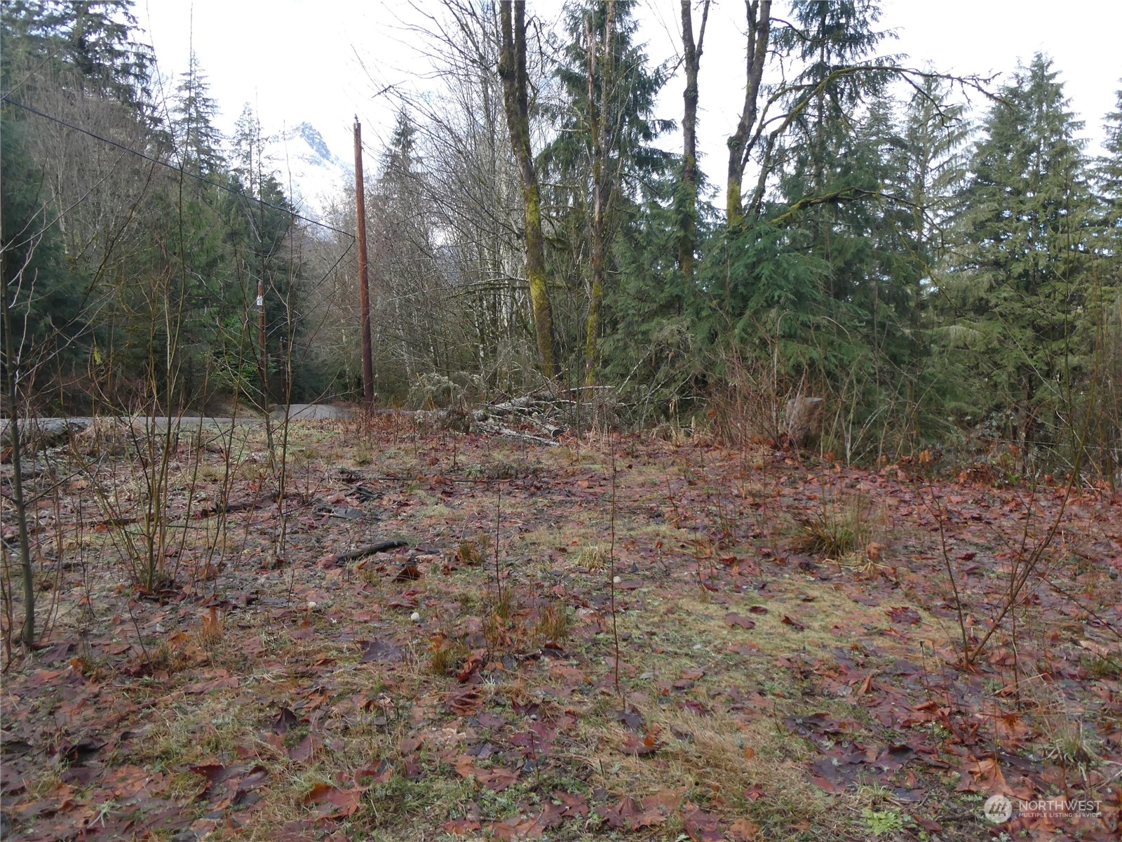 0 South Riverside Road Gold Bar, WA 98251 - Photo 2 of 20 a view of a yard with trees
