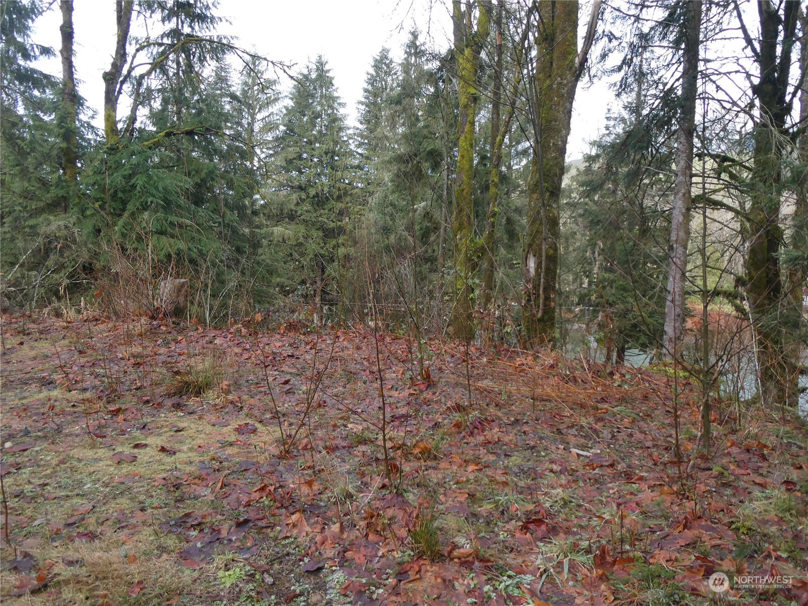 0 South Riverside Road Gold Bar, WA 98251 - Photo 5 of 20 a view of a forest with trees in the background
