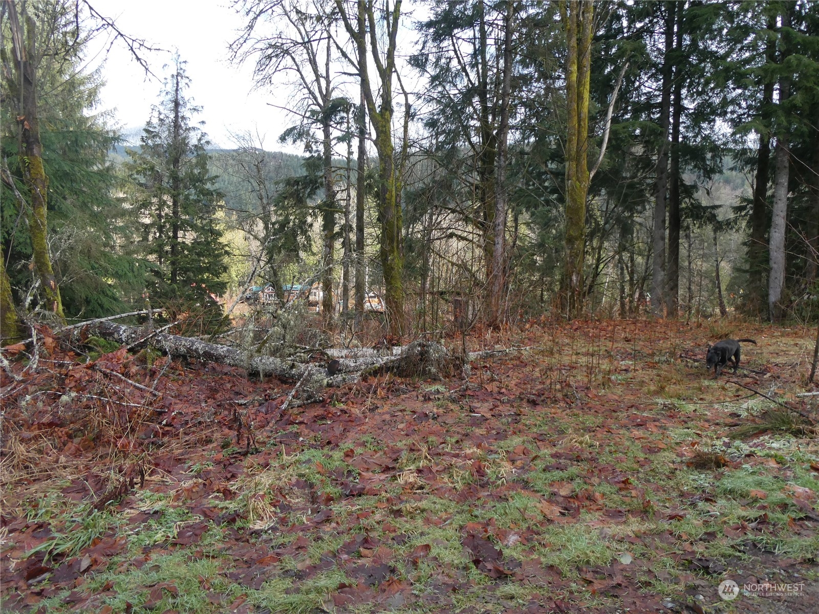 0 South Riverside Road Gold Bar, WA 98251 - Photo 7 of 20 a backyard of a house with lots of green space
