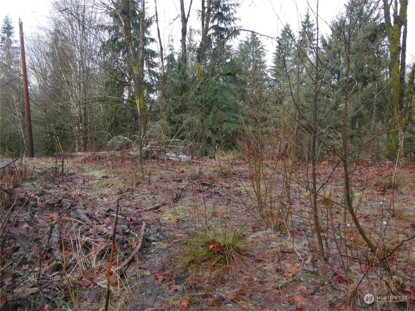 0 South Riverside Road Gold Bar, WA 98251 - Photo 8 of 20 a view of a forest with trees in the background
