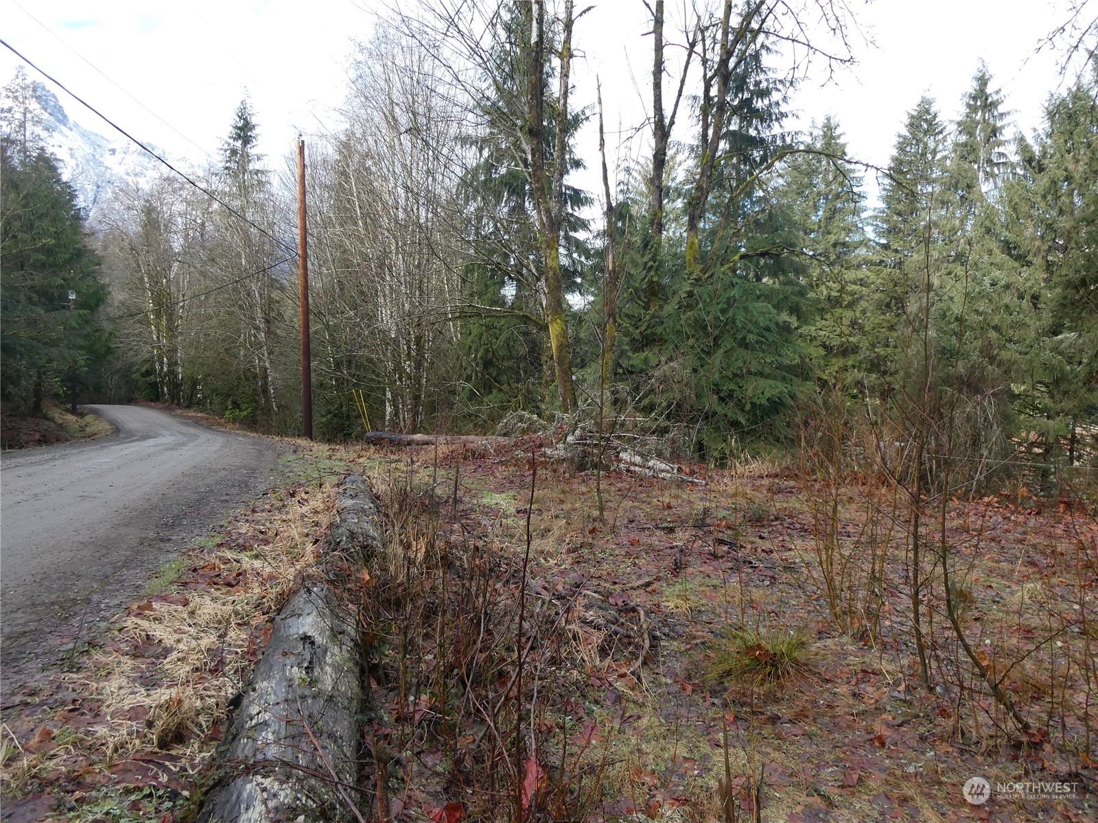 0 South Riverside Road Gold Bar, WA 98251 - Photo 10 of 20 a view of a forest with trees in the background
