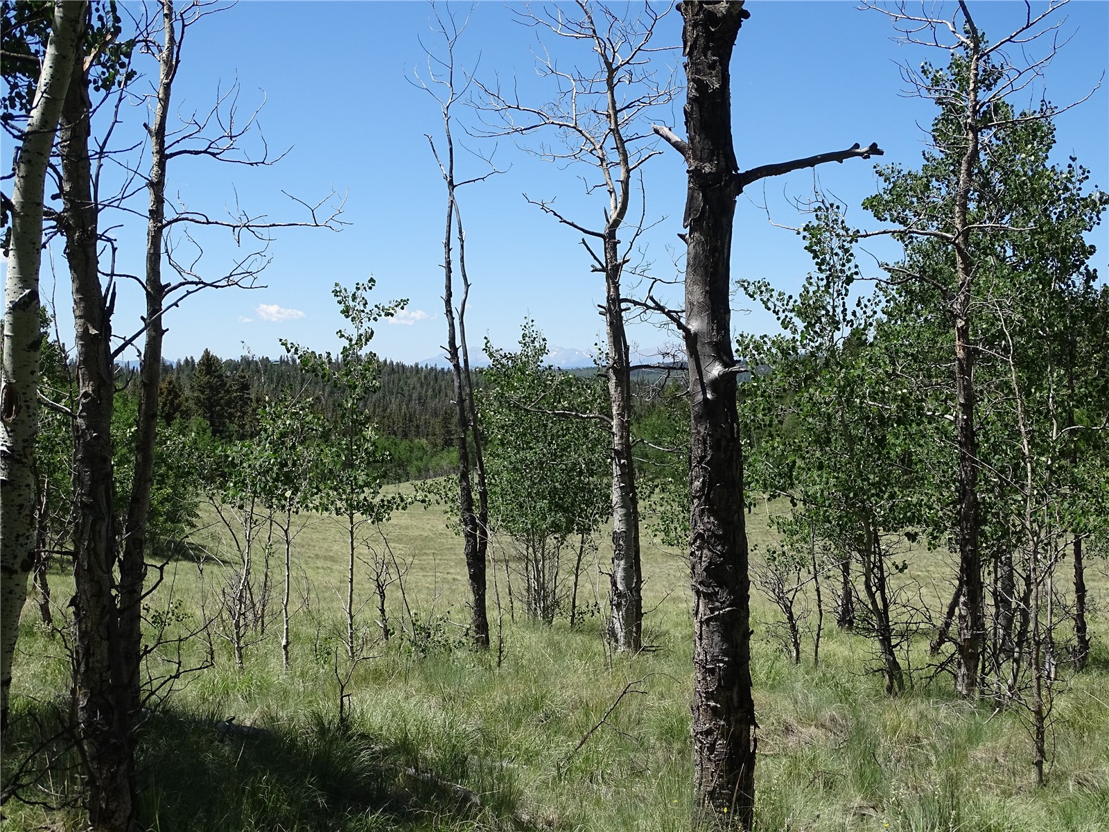 782 Bow String Road Como, CO 80456 - Photo 3 of 22