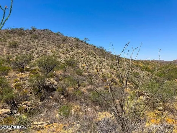 a view of a large tree