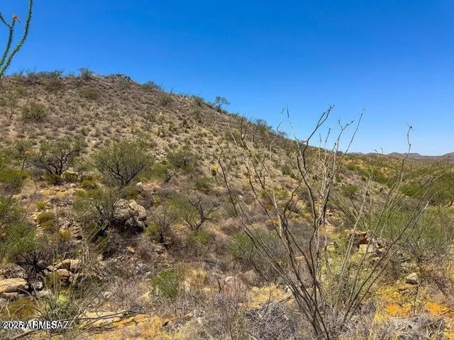 a view of a large tree